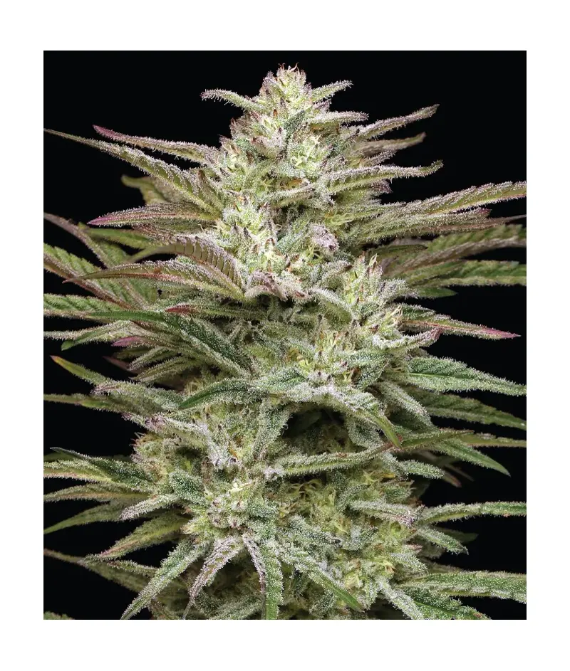 Jelly Donutz, Фасовка: 3, изображение 2